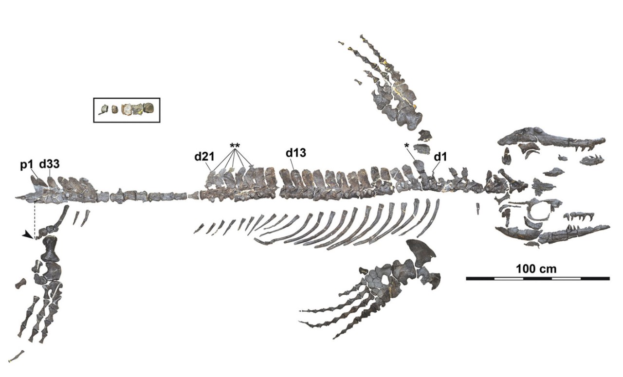 A photo of the mosasaur skeleton.