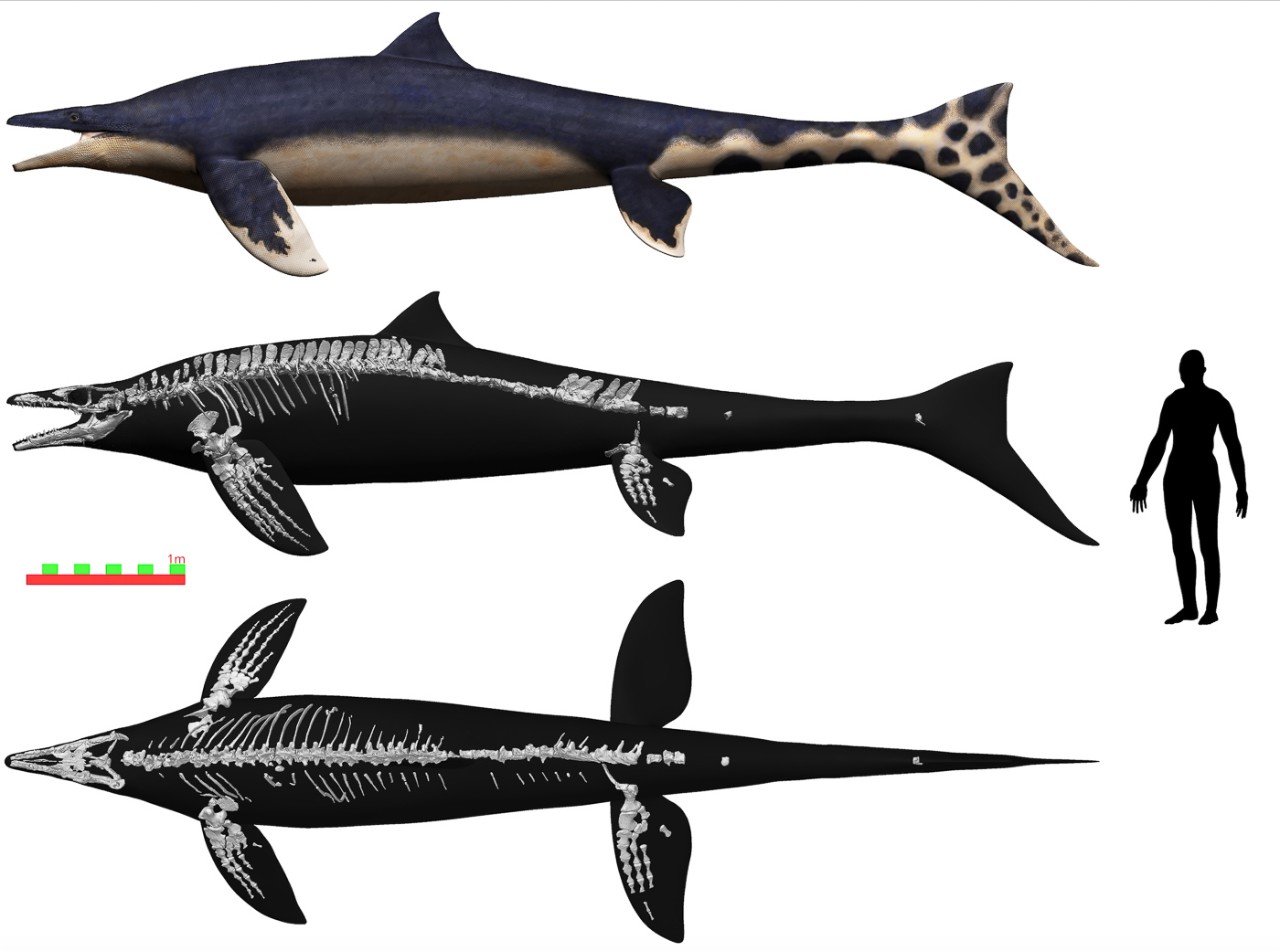 An illustration shows a mosasaur with a dorsal fin and long flippers over two illustrations of the mosasaur's skeleton from a top and side perspective next to a silhouette of a human being for comparison.