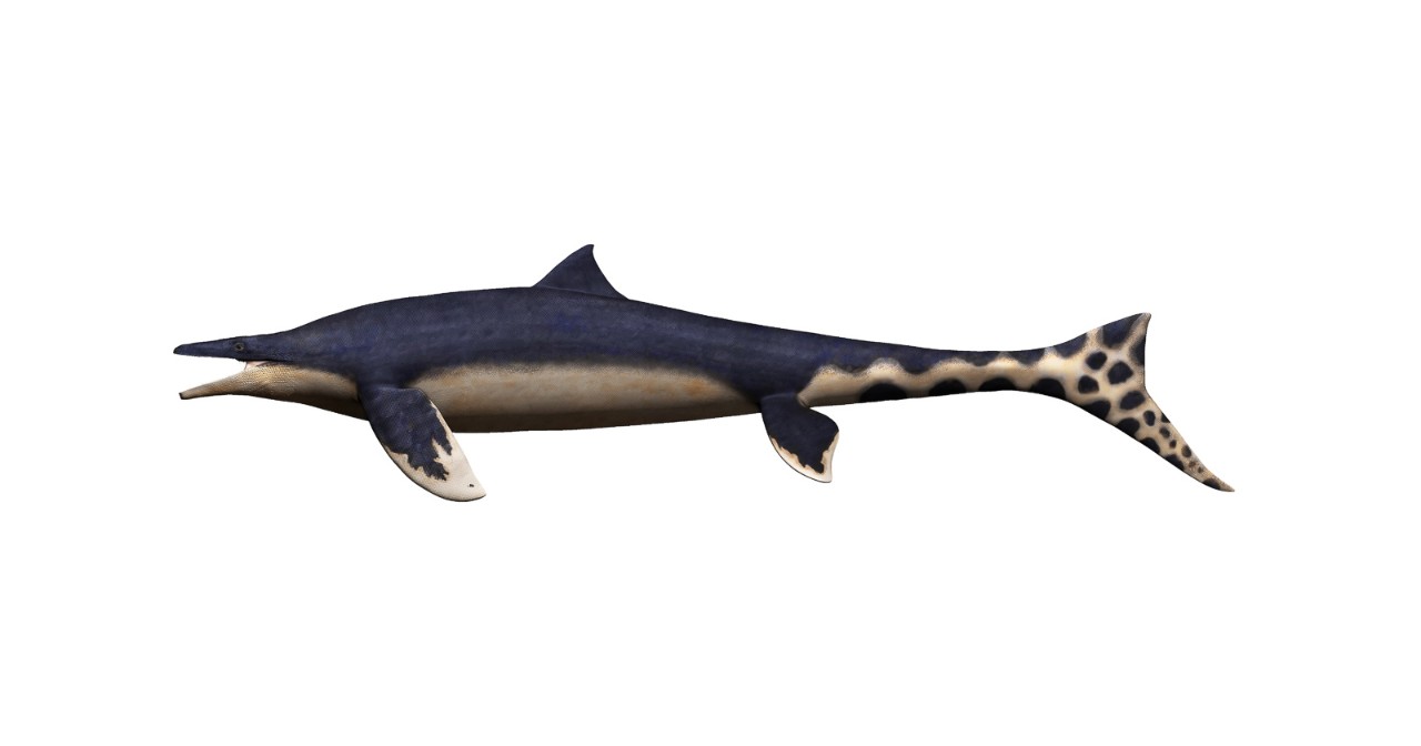 An illustration of a mosasaur with a dorsal fin and long whale-like flippers.