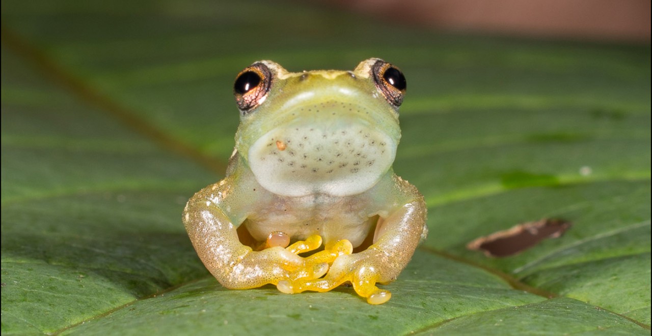 A reed frog sits on a green leaf.