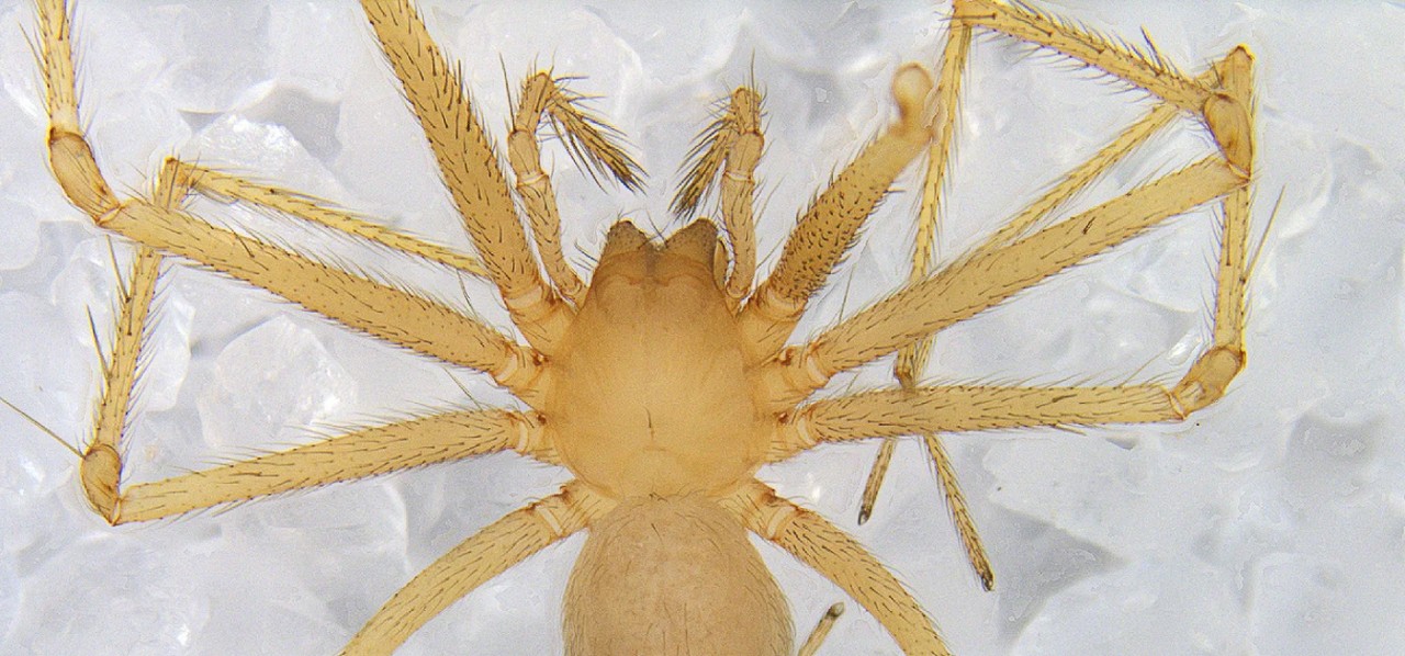 An eyeless cave spider.