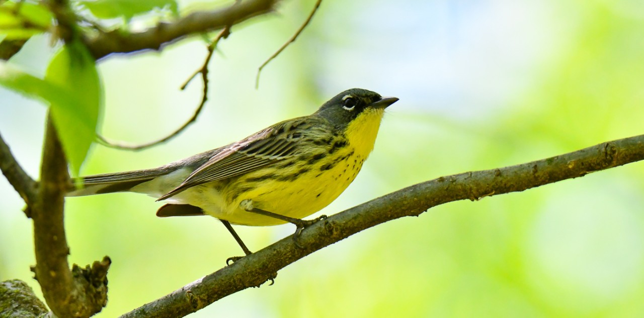 A Kirtland's warbler perches in a tree.
