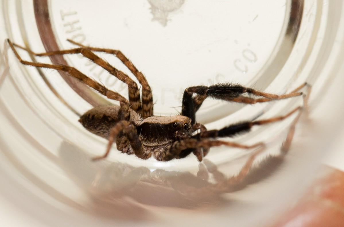 A wolf spider in a glass container.