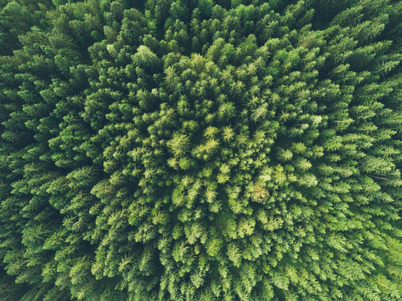Ariel view of a forest
