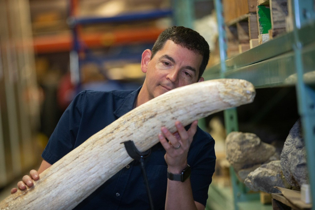 Joshua Miller examines a mammoth tusk with metal shelves behind him.