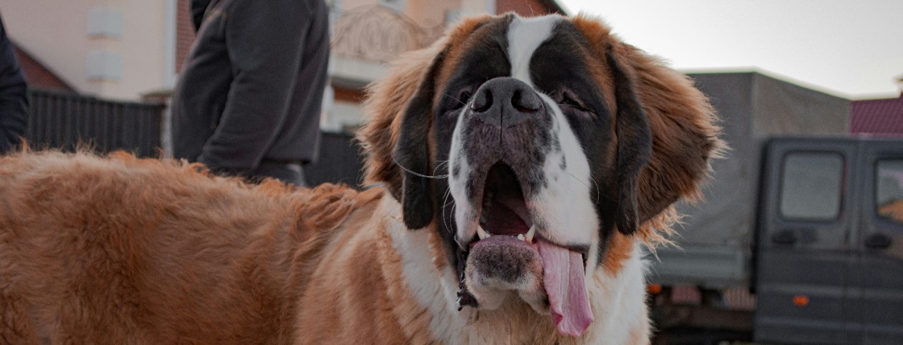 A St. Bernard dog