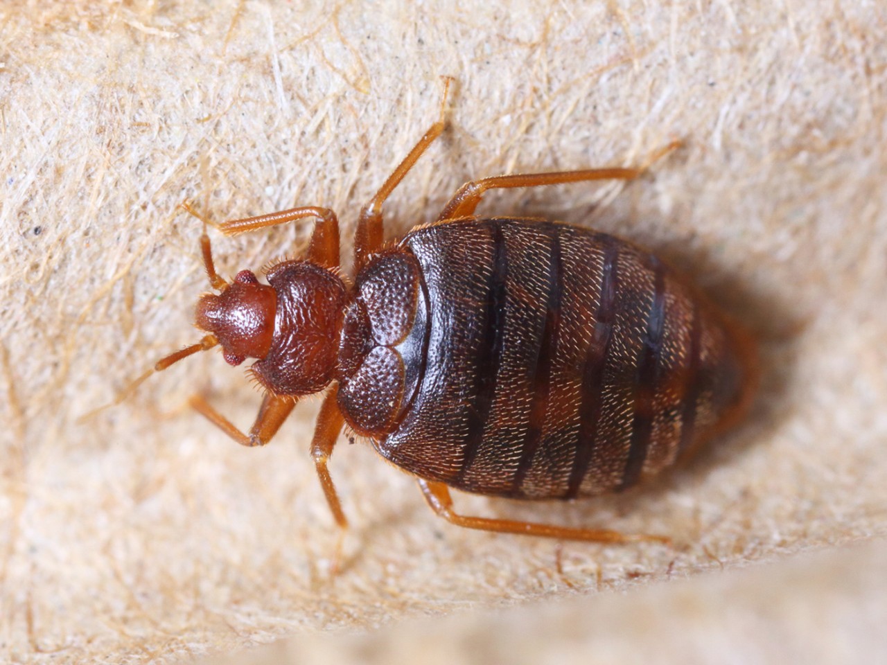 A bedbug.