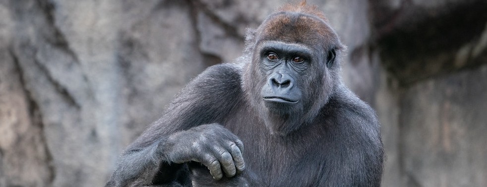 Gladys the gorilla sits on a rock at the Cincinnati Zoo