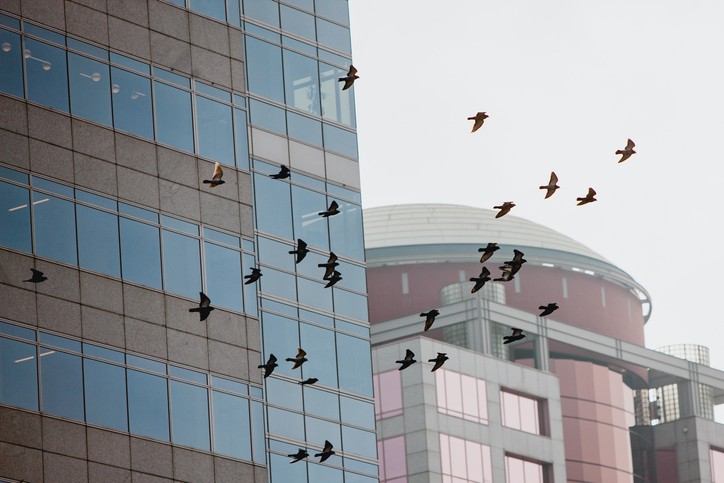 Pigeons fly in front of a glass skyscraper.