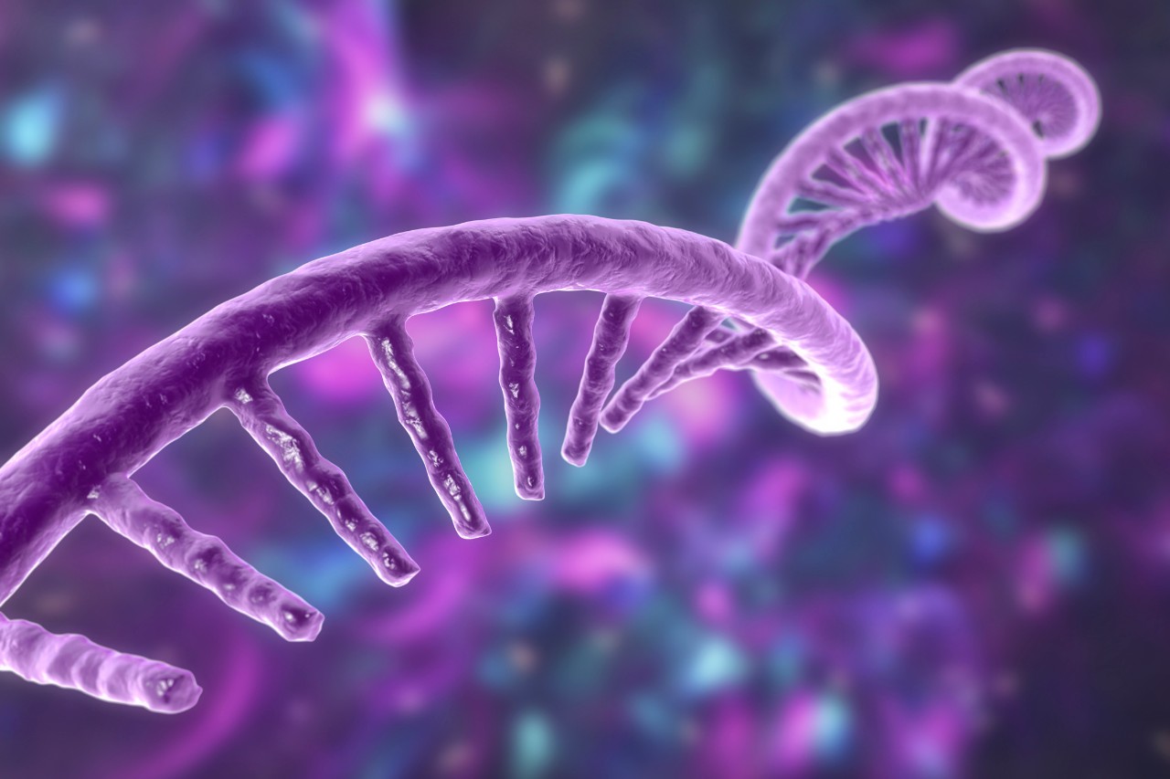 The single helix of RNA.