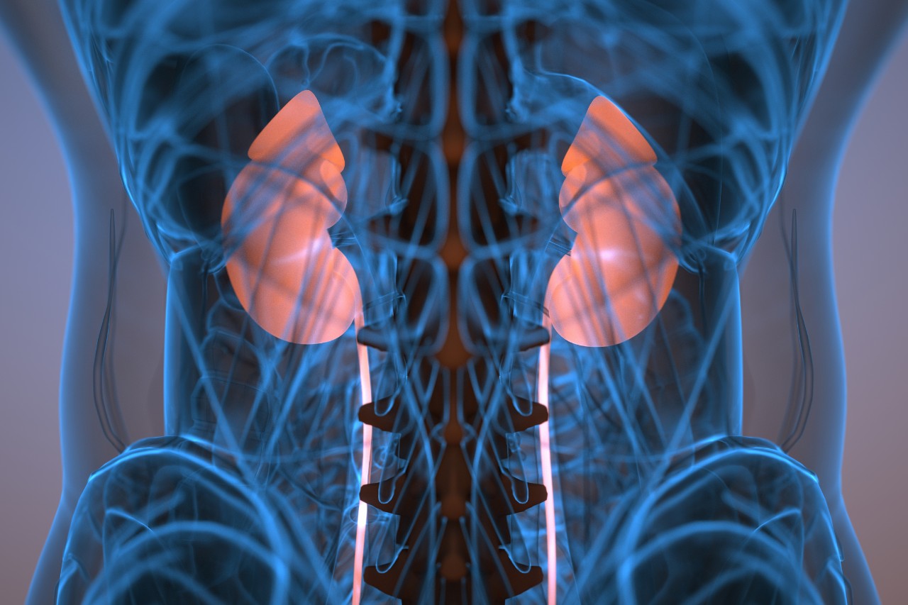 animated image of a male mid section showcasing kidneys in the body