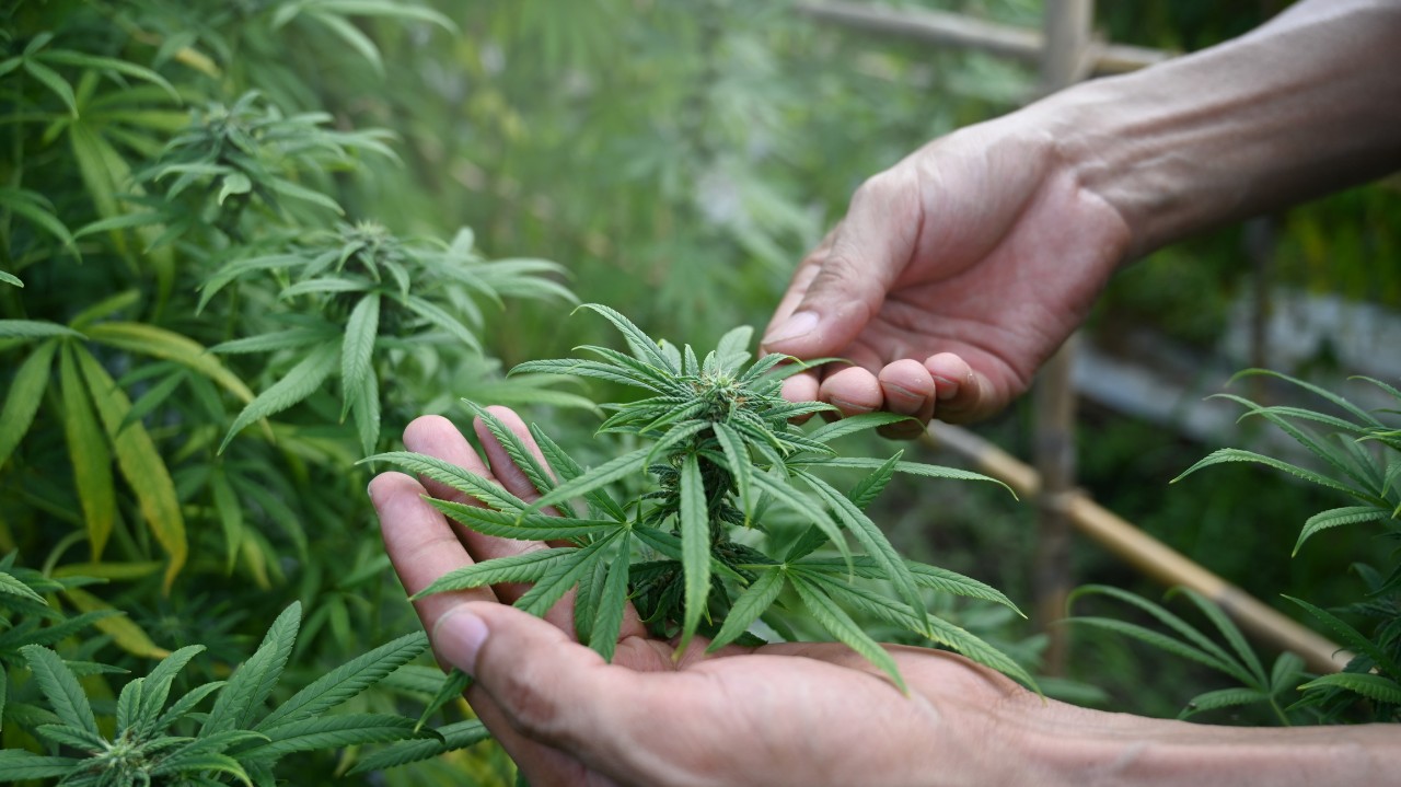 hemp with a person checking leaves with their hands