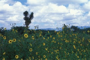 Wild sunflowers in Nuevo Leon in the foothills of the Sierra Madre Oriental mountains.