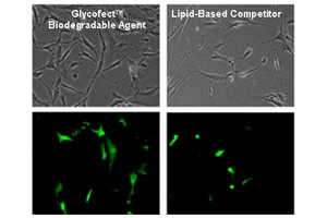Glycofect Transfection Reagent, a biodegradable polymer, shows higher cell viability and more protein expression in primary cells than leading lipid-based competitors. Shown above are primary aortic smooth muscle cells transfected with EGFP-C1 plasmids.