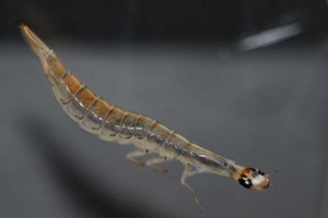 Larva