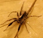 Male wolf spider (Schizocosa ocreata).