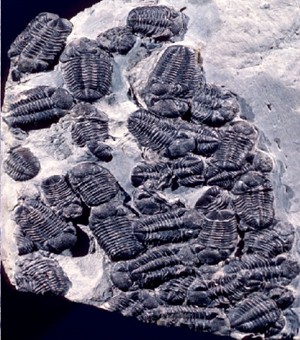 Mass trilobite burial