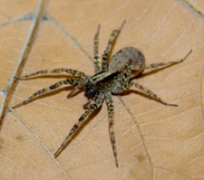 Female wolf spider