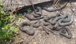 Lake Erie water snakes