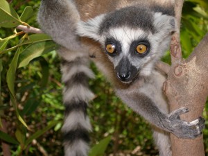 Young ring-tailed lemur in densely forested area of Madagascar.
