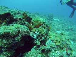 Jamaican Reef