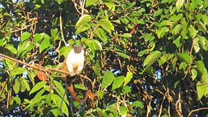 pied tamarin