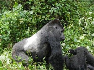Photo of gorillas in Kahuzi-Biega National Park