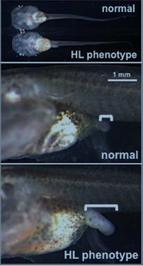 Close-up slides of tadpoles, one with a normal short limb and the other one is a longer, mutated hind limb.