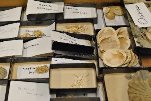 Boxes of several varieties of ancient bivalves (clams) and gastropods (snails). 