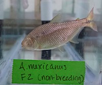 This photo is of the cave-dwelling fish, Astyanax mexicanus.