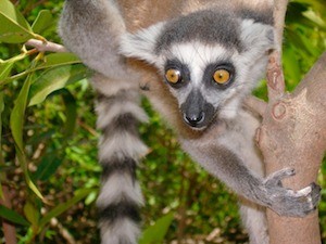 Black and white ring-tailed lemur in a tree.