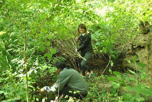 Students clearing honeysuckle 