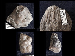 Pitted crinoids