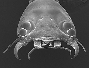 Head of third instar larva (Photo by Elke Buschbeck)