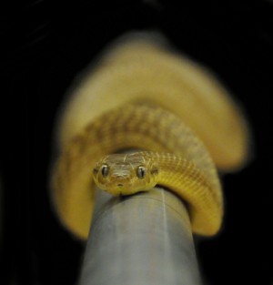 Brown tree snake facing forward