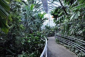 Krohn Conservatory view of plants and glass ceiling