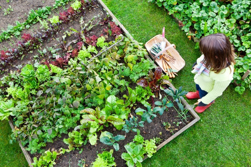Raised gardens can reduce the risk for lead exposure through the soil.