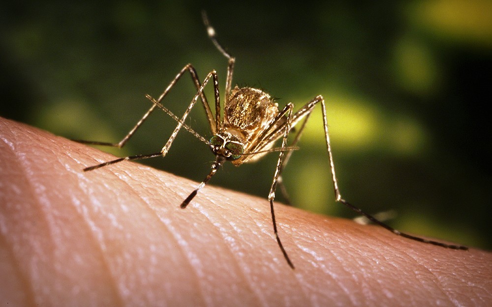 Mosquitoes carrying West Nile Virus are most active at dawn and dusk, according to the Centers for Disease Control and Prevention.
