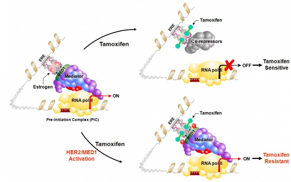 Zhang's research model showing HER2 activation of MED1 drives estrogen receptor corepressor/coactivator switch by tamoxifen