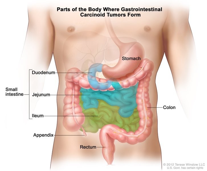 Illustration of the gastrointestinal tract 